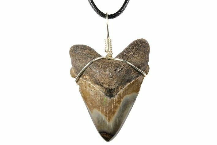 Fossil Chubutensis Tooth Necklace - Megalodon Ancestor #130944